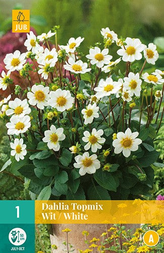 Dahlia 1 Topmix White 50cm