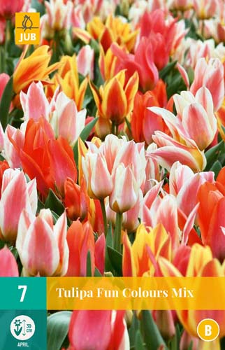 7 Tulipa Fun Colours Bulbs