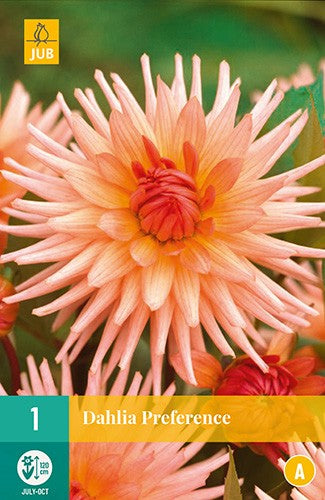 Dahlia Cactus Preference 120cm