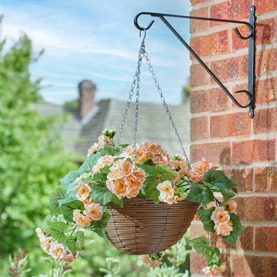 Regal Basket Begonia Blooms