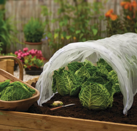 Mesh Grow Tunnel