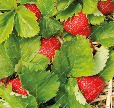 Protective Crop Netting 6m x 2m