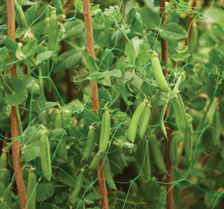 Pea & Bean Support Netting 6m x 1.7m