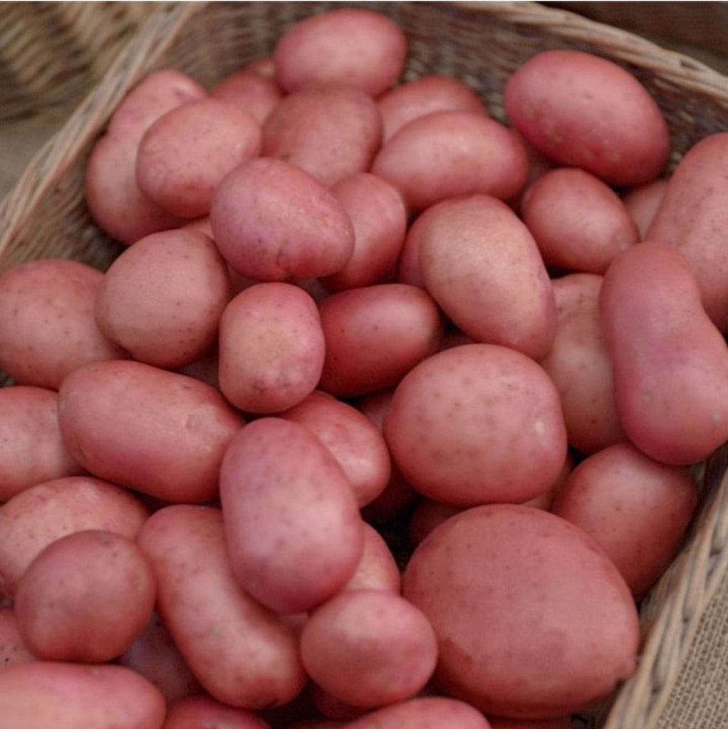 Rooster Seed Potatoes 2kg
