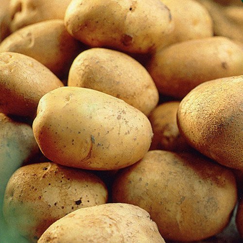 Record Seed Potatoes 2kg