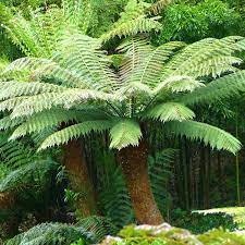 Dicksonia Antarctica 5L