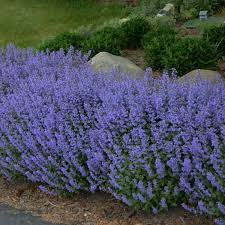 Nepeta Faassenii Purrisian Blue 2L
