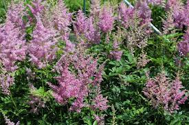 Astilbe X Arendsii Amerika 5L