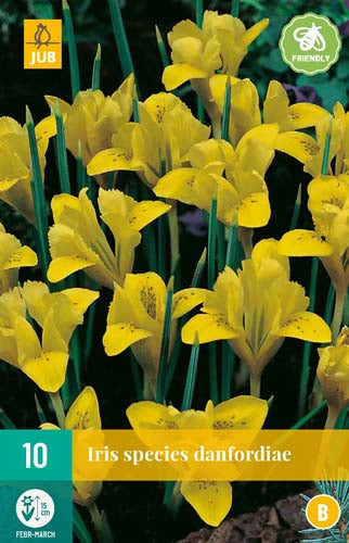 10 Iris Danfordiae Bulbs