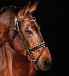 Waldhausen Rose X-Line Bridle Black