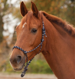 Knotted Halter