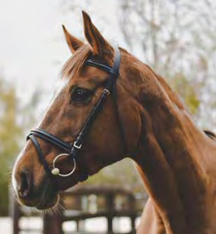 Equisential leather Bridle and Reins