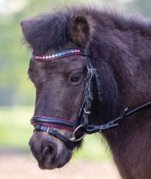 Star Bridle Pinky Pony Black